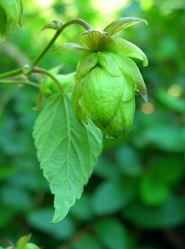 Humulus lupulus / Luppolo
